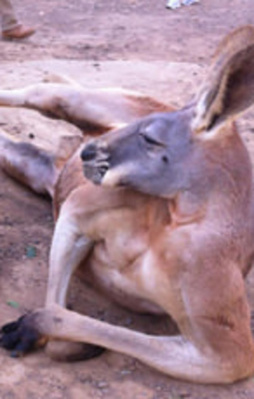 Onların bu halleri sizi hayretler içinde bırakacak