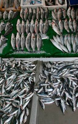 Balığa yüzde 150 zam