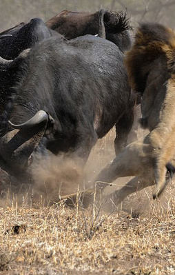 Vahşi aslanlar yavruya saldırınca...