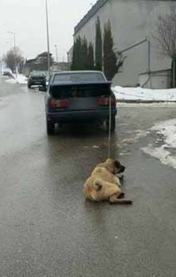 Sahibinden köpeğe görülmemiş işkence