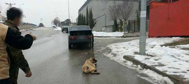 Sahibinden köpeğe görülmemiş işkence