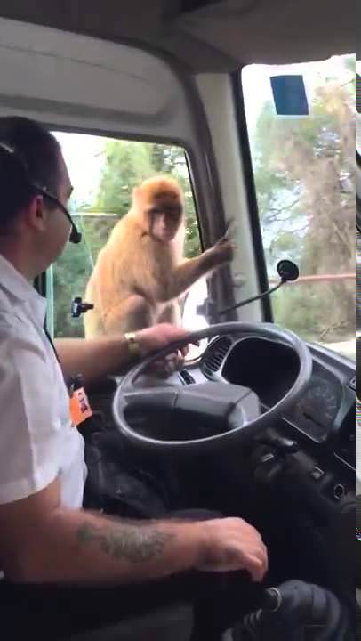 Maymundan usta hırsızlara taş çıkartan hırsızlık!