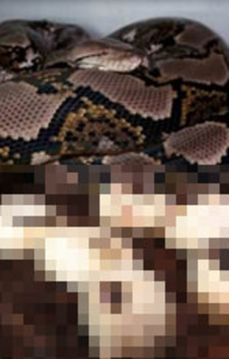 Yılanlar bakın nasıl doğum yapıyor
