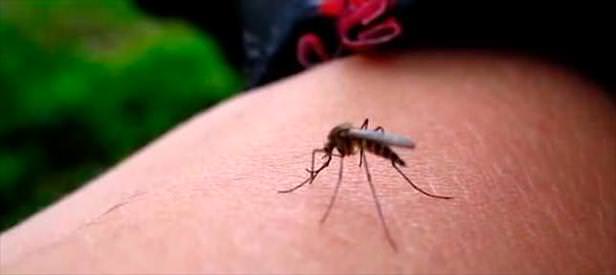 Zika virüsünde yaz alarmı