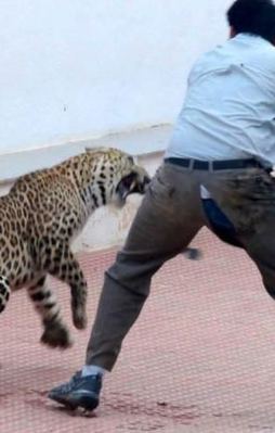 Okula giren leopar dehşet saçtı!