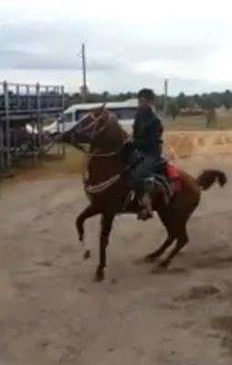 Bu at davul zurna sesine dayanmıyor!