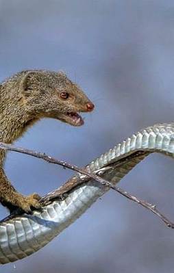 Ölümüne savaş böyle görüntülendi