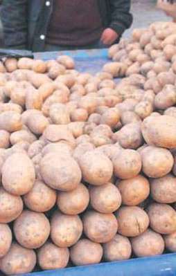 Patates ucuzladı limon yaktı