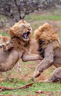 Ormanın kralları ölümüne savaştı!