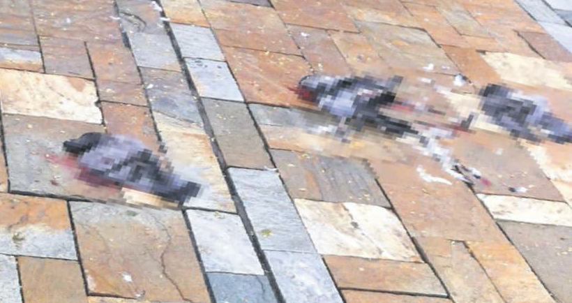 Kanları yerde kalmadı!-1