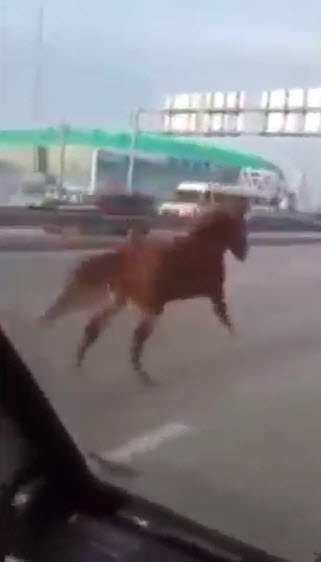 Otobanda araçlarla yarışan at