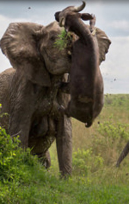 Kızgın fil bufaloyu affetmedi!