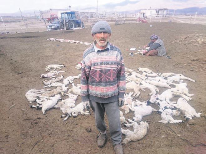 Yanlış iğne 200 kuzuyu telef etti