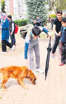 Kedi-köpek kavgası