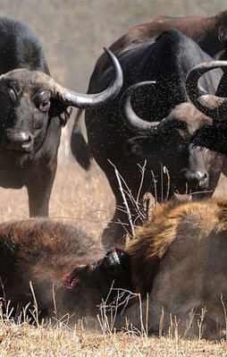 Aslanlar ve buffalolar arasında ölümüne savaş
