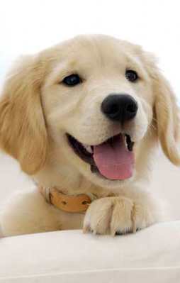 Fransa'da ilginç uygulama!