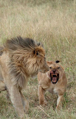 Dişi aslan erkeğini bakın ne hale getirdi!