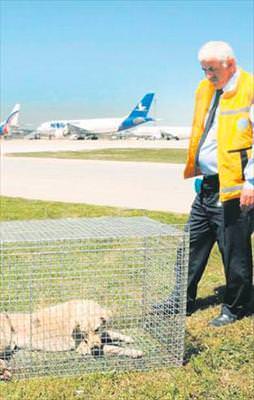 Kule: Pistte köpek var