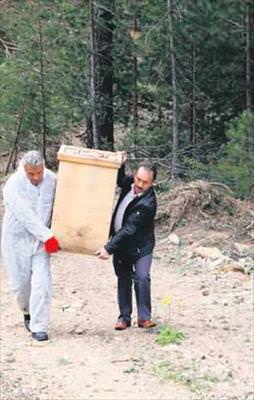 Ormanın sigortası