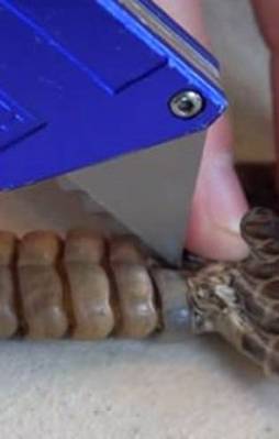 Çıngıraklı yılanın kuyruğunda bakın ne varmış!