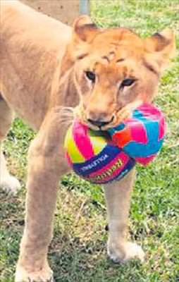 Yaşasın özgürlük