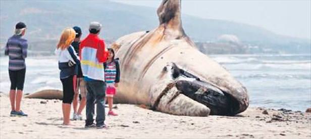 Dev bir balina ölüsü kıyıya vurdu