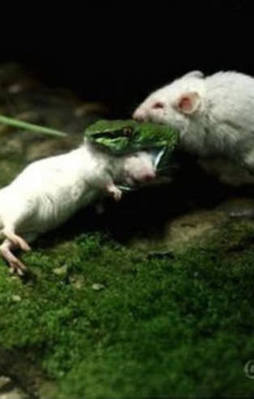 Dişisini kurtarmak için bakın ne yaptı!