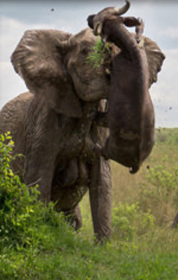 Kızgın fil bufaloyu affetmedi