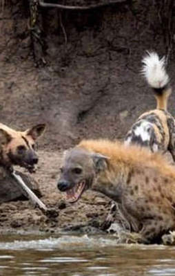 Vahşi doğada ölümcül kavgalar