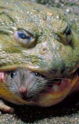 Avına acımasızca saldırdı