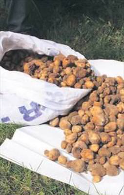 Salep toplayana 125 bin lira ceza