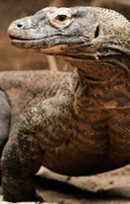 Bu hayvandan kurtuluş yok!