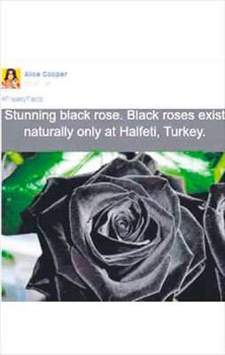 ‘Halfeti’nin gülü!