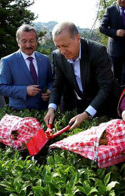 Erdoğan'dan memleketinde çay hasadı