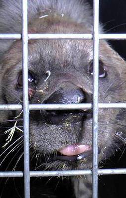 Darıca'ya Türkiye'nin ilk çizgili sırtlanı getirildi