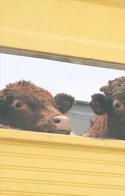 Rus değil anguslar geldi