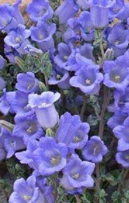 Bu çiçeği koparana 41 bin lira ceza