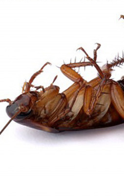 İşte sizi böceklerden kurtaracak muhteşem yöntem