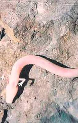 Ejderhalar geri dördü