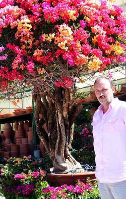 Herkes bu ağacı konuşuyor!