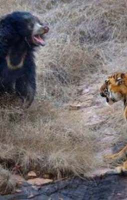 Ayı ile kaplanın inanılmaz kapışması