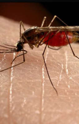 İşte sivrisinekler kurtulmanın en kolay yolu