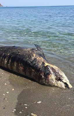 Gazipaşa'da kıyıya balina vurdu