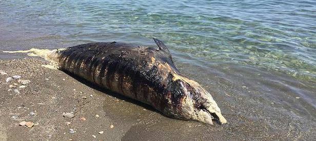 Gazipaşa’da kıyıya balina vurdu
