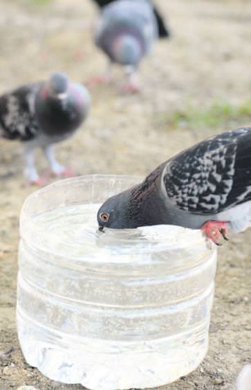 Kuşlar çocuklar bunaldı-3