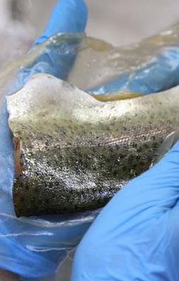 Türk bilim insanları yenilebilir ambalaj üretti