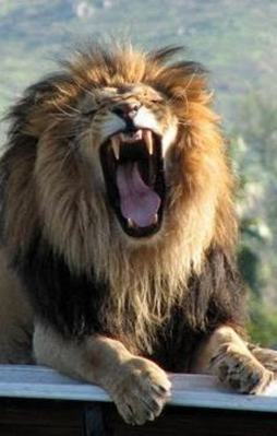 İstanbul'da aslan ve ayı alarmı!