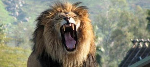 İstanbul’da aslan ve ayı alarmı!
