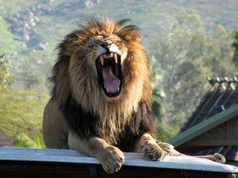 İstanbul'da aslan ve ayı alarmı!