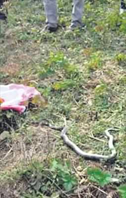 Ölümcül ısırık!